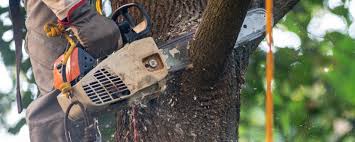 Best Emergency Tree Removal  in Cliffside Park, NJ